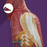 Icon depicting Ancient Apocalypse Cloak.