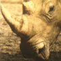 Malicious Rhino