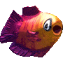 a cod fish